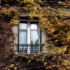 Climbing, building, Bush, Window, front, Autumn, Leaf