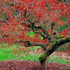 maple, autumn