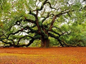 autumn, Beatyfull, oak