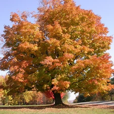 autumn, wayside, oak