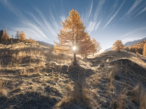 larch, rays of the Sun, Hill, trees, autumn