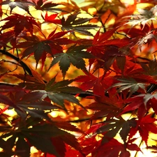 Maple Palm, Leaf, autumn, color