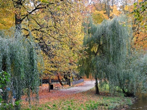 Park, trees, viewes, Autumn