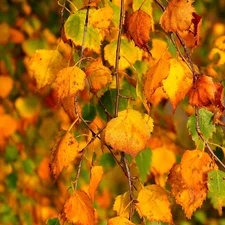 birch-tree, Leaf, autumn, twig