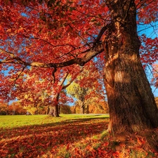Leaf, autumn, trees, oak, Park
