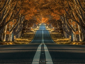 Beeches, autumn, trees, viewes, Way