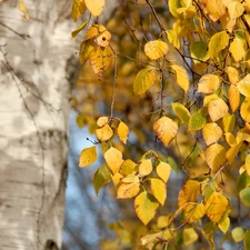 Yellow, birch, autumn, Leaf