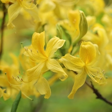 Yellow, Rhododendron, Flowers, Azaleas