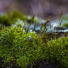 fuzzy, background, blades, Close, Moss