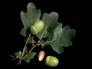 Black, background, oak, Acorns, Leaf