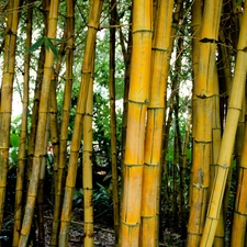 bamboo