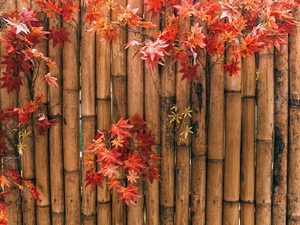 Fance, Red, Leaf, bamboo