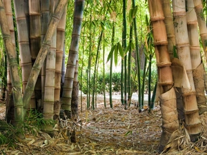 bamboo, forest