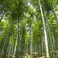 forest, bamboo