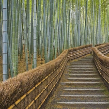 bamboo, Stairs, trees, viewes, forest