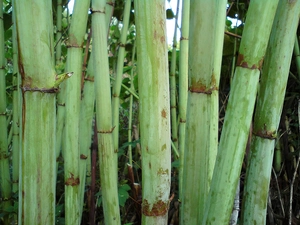 bamboo, stalk