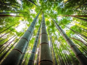 trees, vertices, bamboo, viewes