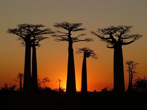 trees, Baobab, Great Sunsets, viewes