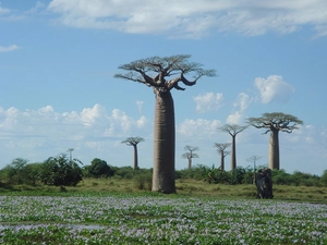 Baobab, Meadow