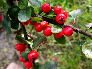Bush, Red, Fruits, barberry