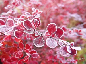 barberry, White frost