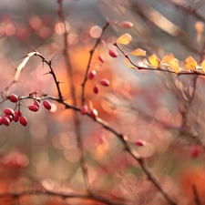 barberry, Red, Fruits