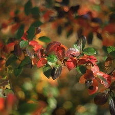 barberry, color, Leaf