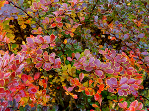 Leaf, barberry, ornamental, color, Bush