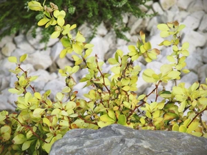 barberry, Stones