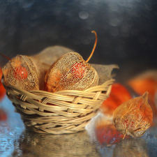 physalis bloated, Plants, basket, dry