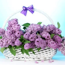 basket, without, bouquet