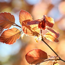 beech, twig, Leaf