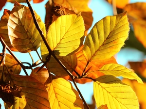 beech, Yellow, Leaf