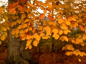 trees, Yellow, Leaf, beech