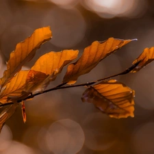 twig, Leaf, Bokeh, beech