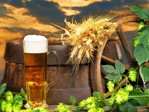 circle, barrel, hop, mug, Twigs, Ears, corn, Beer