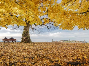 men, maple, Leaf, Bench, trees, fallen, autumn
