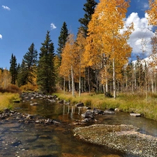 birch, River, autumn