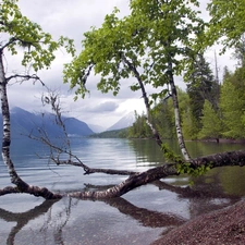 coast, bent, birch-tree, lakes