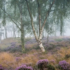 heath, heather, Fog, trees, birch, Peak District National Park, England, viewes