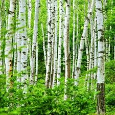 forest, birch