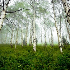 forest, viewes, birch, trees