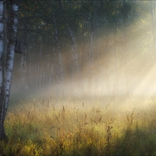 rays, forest, birch, sun