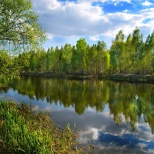 River, viewes, birch, trees