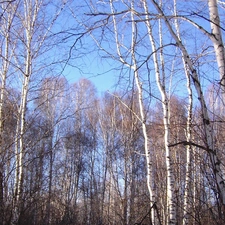birch, Sky, trees, viewes, forest