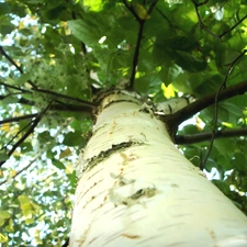 birch-tree, trees