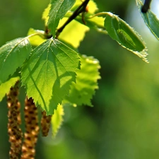 birch, Leaf, Young