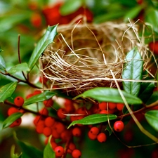 Bird, Plant, nest