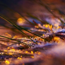 White frost, grass, blades