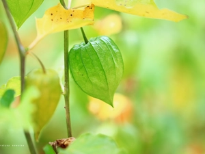 physalis, Green, plant, bloated